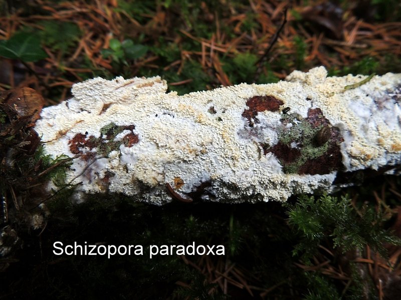 Schizopora paradoxa-amf1550.jpg